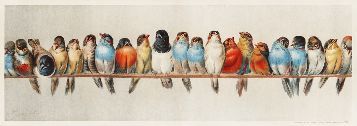 Le réveil des oiseaux